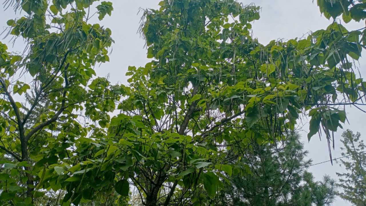 Клен под запретом: новые штрафы для дачников С ...