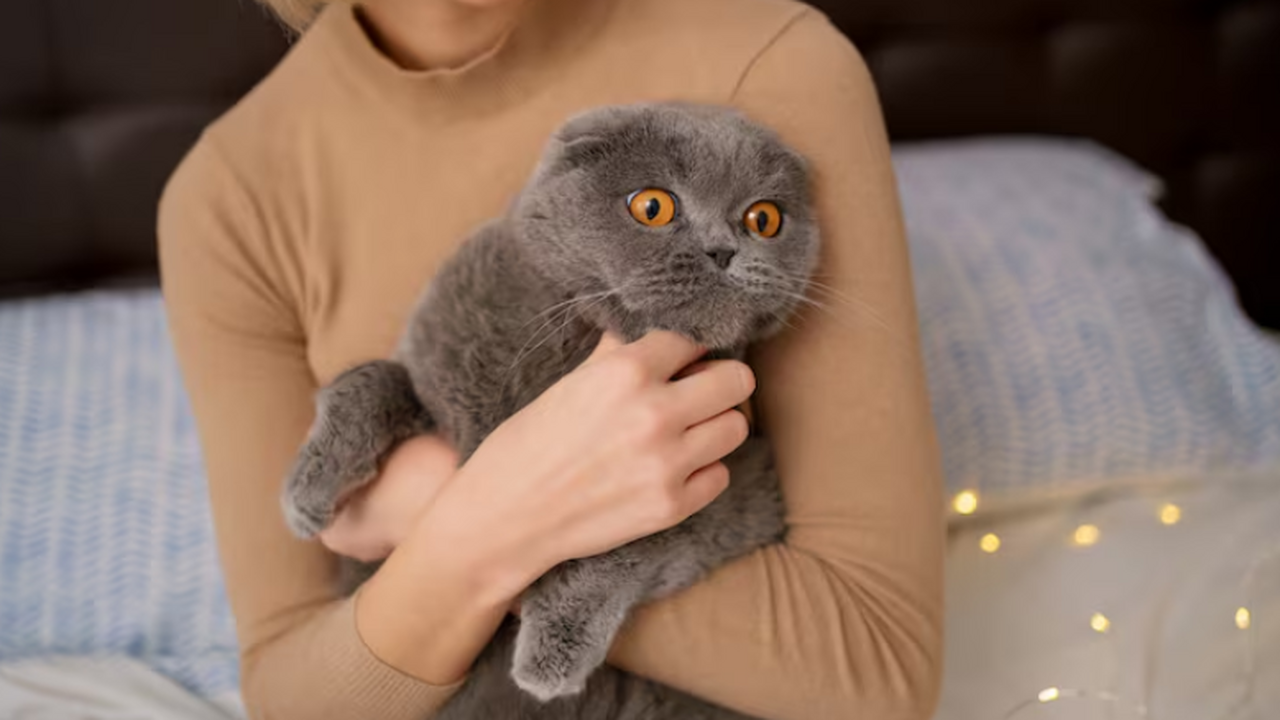 SR: ученые проанализировали влияние человека на кошачье мяуканье Исследователи сравнили мяуканье домашних кошек ...