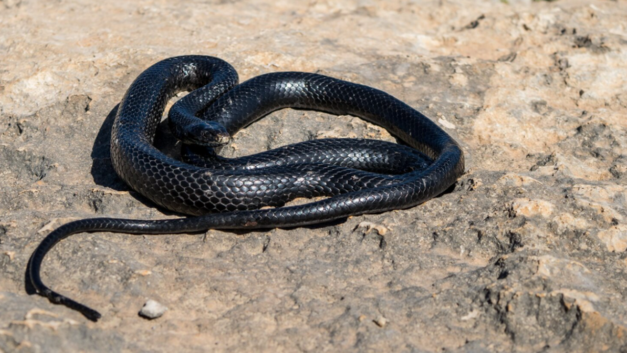 Взрослые особи Lycodon irwini отличаются глянце...