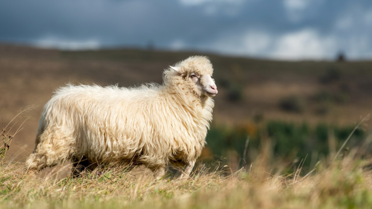Аркаим на Южном Урале снова оказался в центре к...