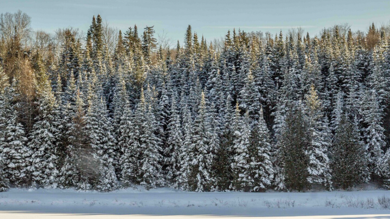 Эксперт считает версию о «побеге» семьи Усольцевых малореальной Сын Ирины Усольцевой, заявил, что уверен в том,...