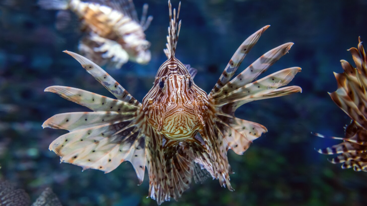 В Крыму отмечают и сдвиги в растительном мире. 