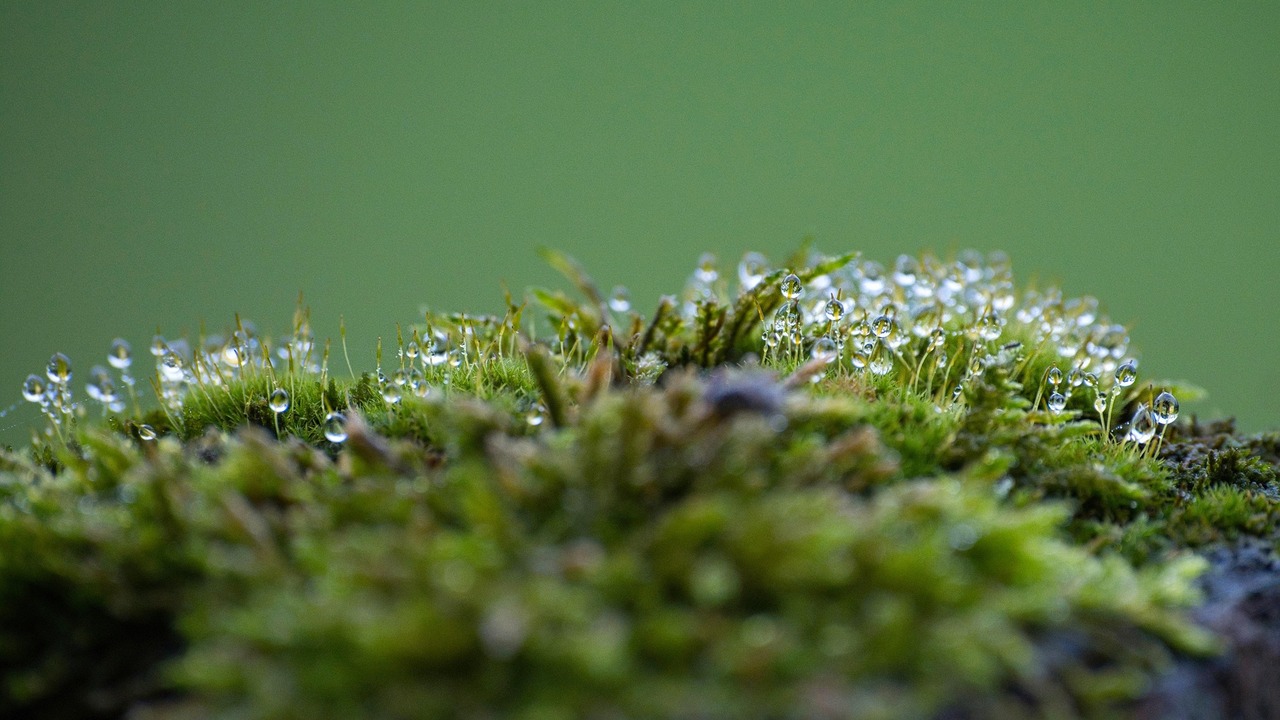 До этого все сведения о местных лишайниках были...