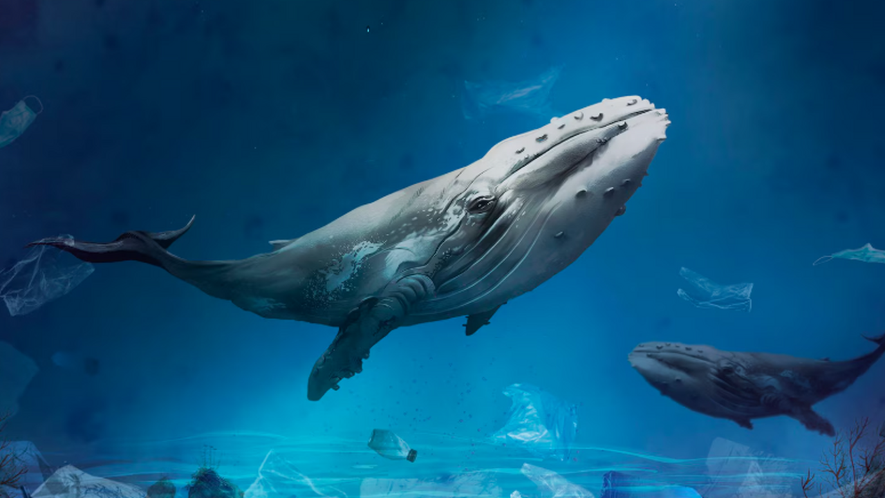 «Холодовой» белок китов CIRBP усиливает репарацию ДНК у человеческих клеток Международная команда выяснила, что долголетие ...