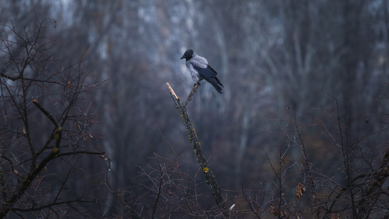 Исследование показало, что радиация изменила ми...