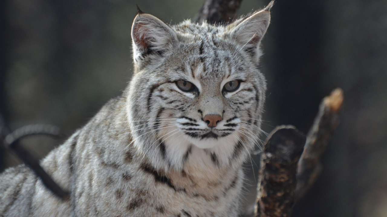 Новые данные по находке мумифицированного детён...