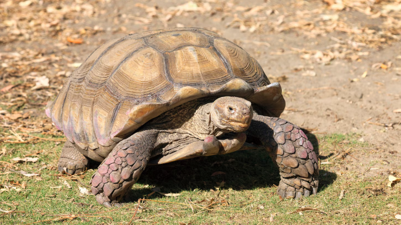 Новый вид Manouria из Чехии расширил ареал рода до центра Европы Ученые описали новый вид черепах — Manouria mor...