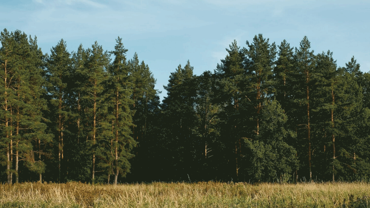 Новый морфометрический метод позволяет различат...