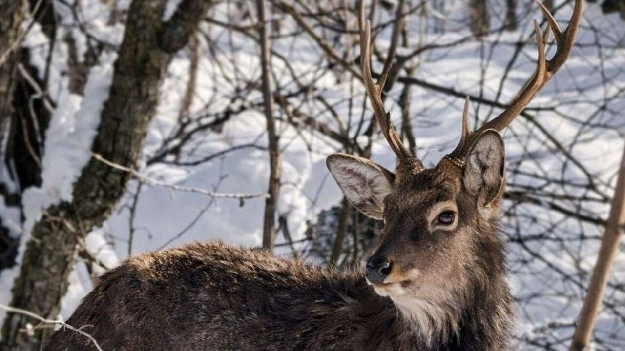 У кордона в Жигулёвском заповеднике появился пятнистый олень Специалисты предполагают, что животное покинет ...