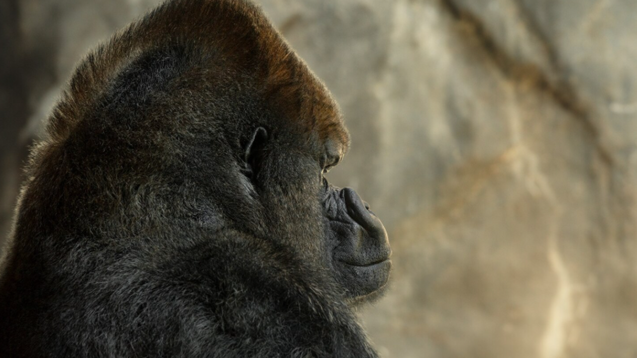 Университет Калифорнии в Беркли сообщил, что ди...