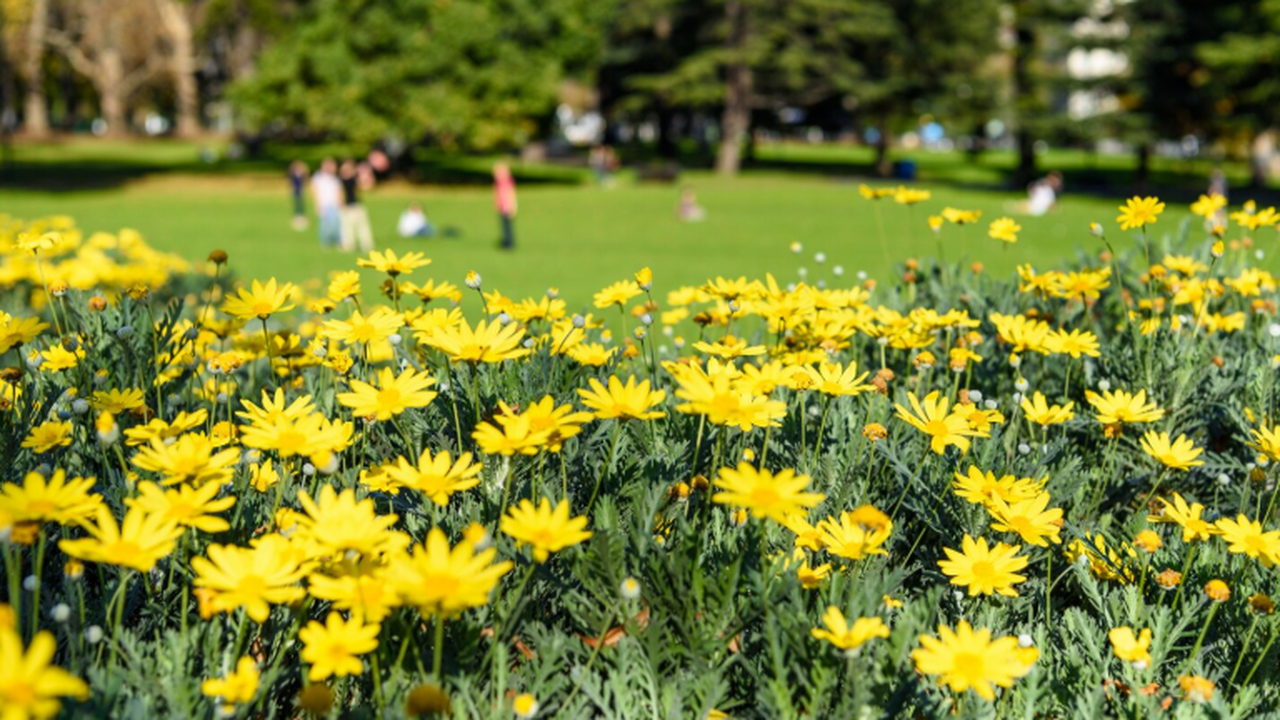 До появления цветов растения привлекали насекомых теплом шишек Обычно, говоря об опылении, мы представляем ярк...