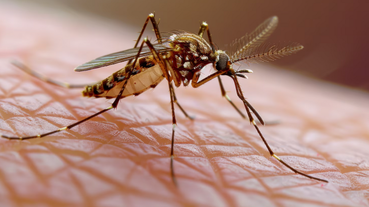 ВОЗ: дефицит средств и рост устойчивости мешают борьбе с малярией Всемирная организация здравоохранения предупред...