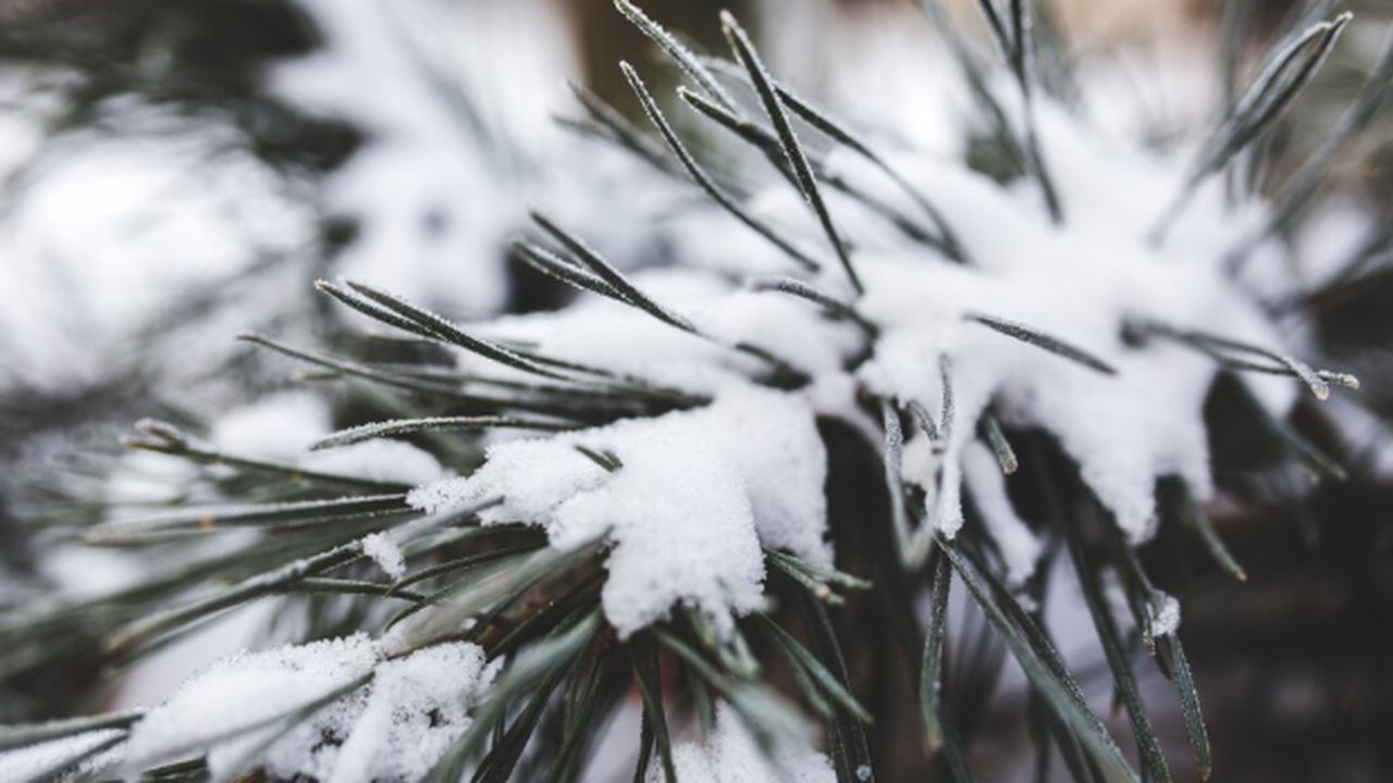 Зима-2026 обещает быть суровой: синоптики призвали дачников готовиться к сложностям на участке — прогноз Зима без -30°C, но с риском льда и отключений: ...