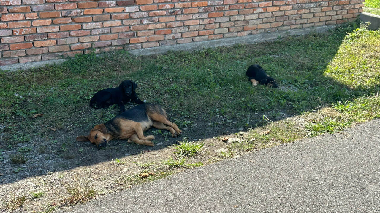 Запрет на подкормку бездомных животных в Самаре расширили Депутаты Самарской губернской думы одобрили поп...