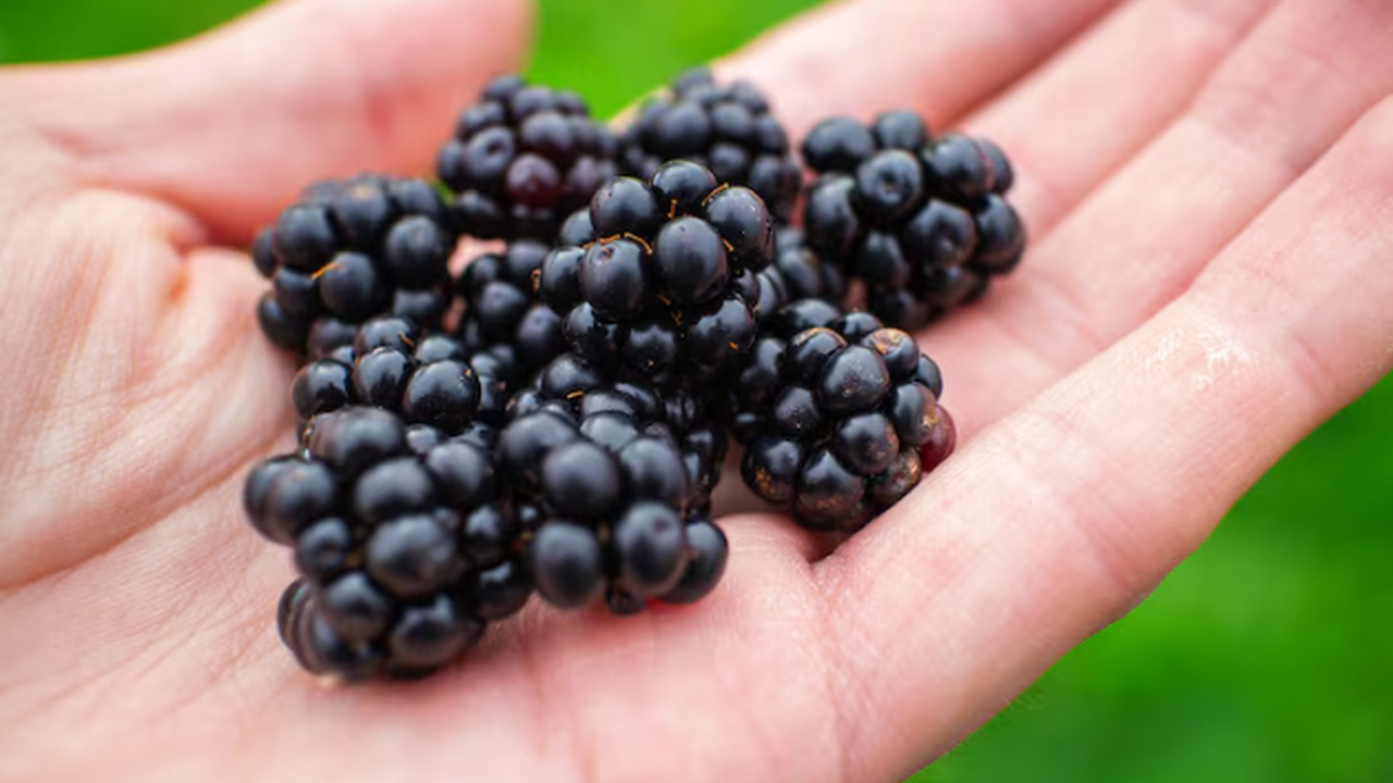 К концу осени закапываю под куст 1 "спящую таблетку" — летом смородина покрылась ягодами, как виноград Ноябрьская подкормка смородины: секрет, который...