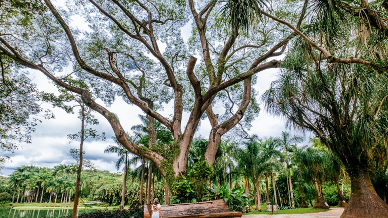 Новый вид дерева Clusia nanophylla был найден в...