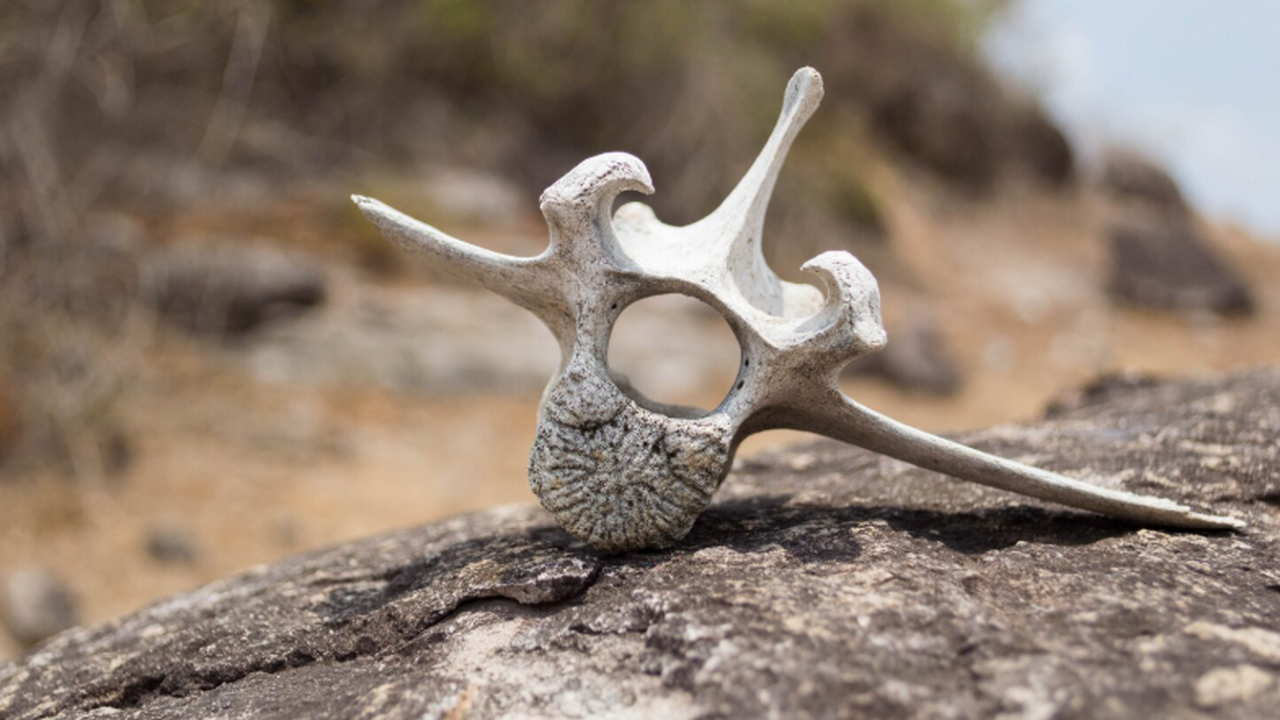 Journal of Paleontology: Salterella избирательно строила раковину Представлены данные об ископаемом организме Sal...