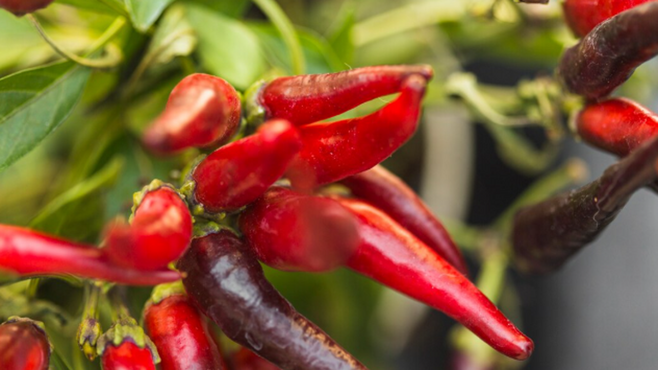 Как вырастить жгучий перец у себя дома: делюсь опытом, благодаря которому кусты усыпаны огненными стручками Яйца за 69 рублей из «Чижика»: дёшево и сердито...