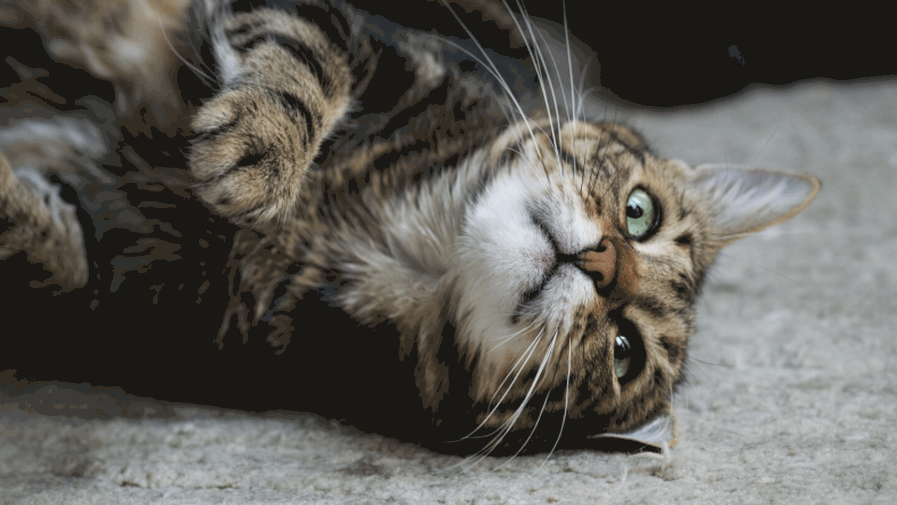 Учёные рассказали, почему кошки и собаки трясут...