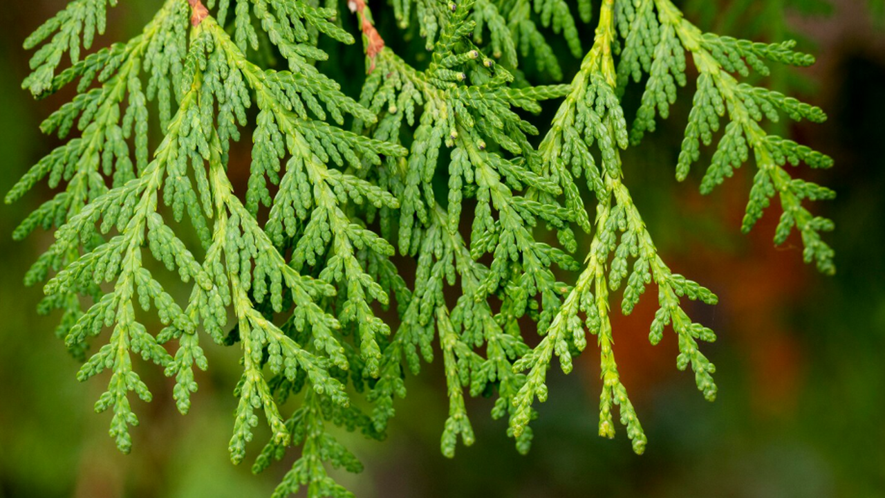 Флавоноид дигидрокверцетин из лиственницы блоки...