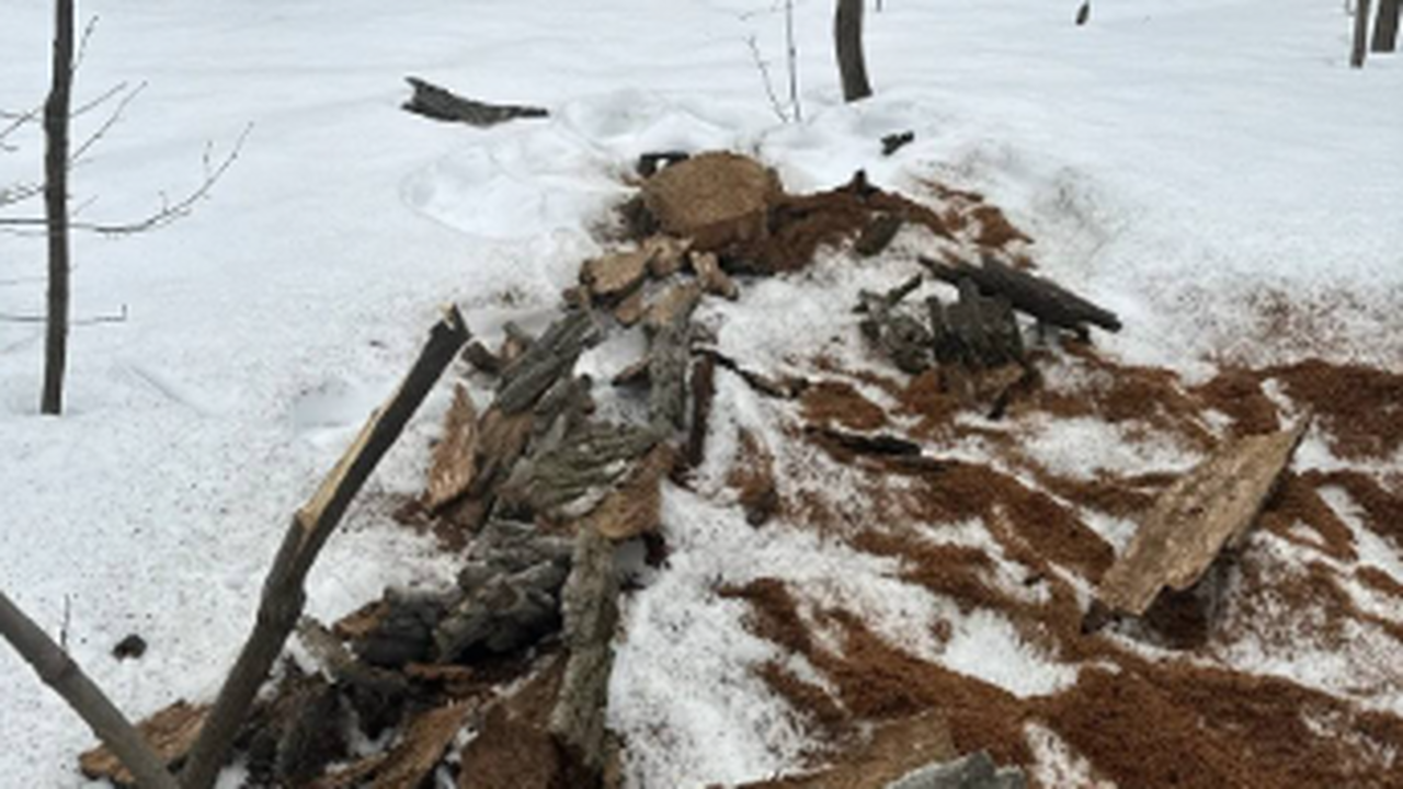 Минприроды Самарской области выявило незаконную вырубку 15 сухостоев на ООПТ Нарушители на месте не найдены