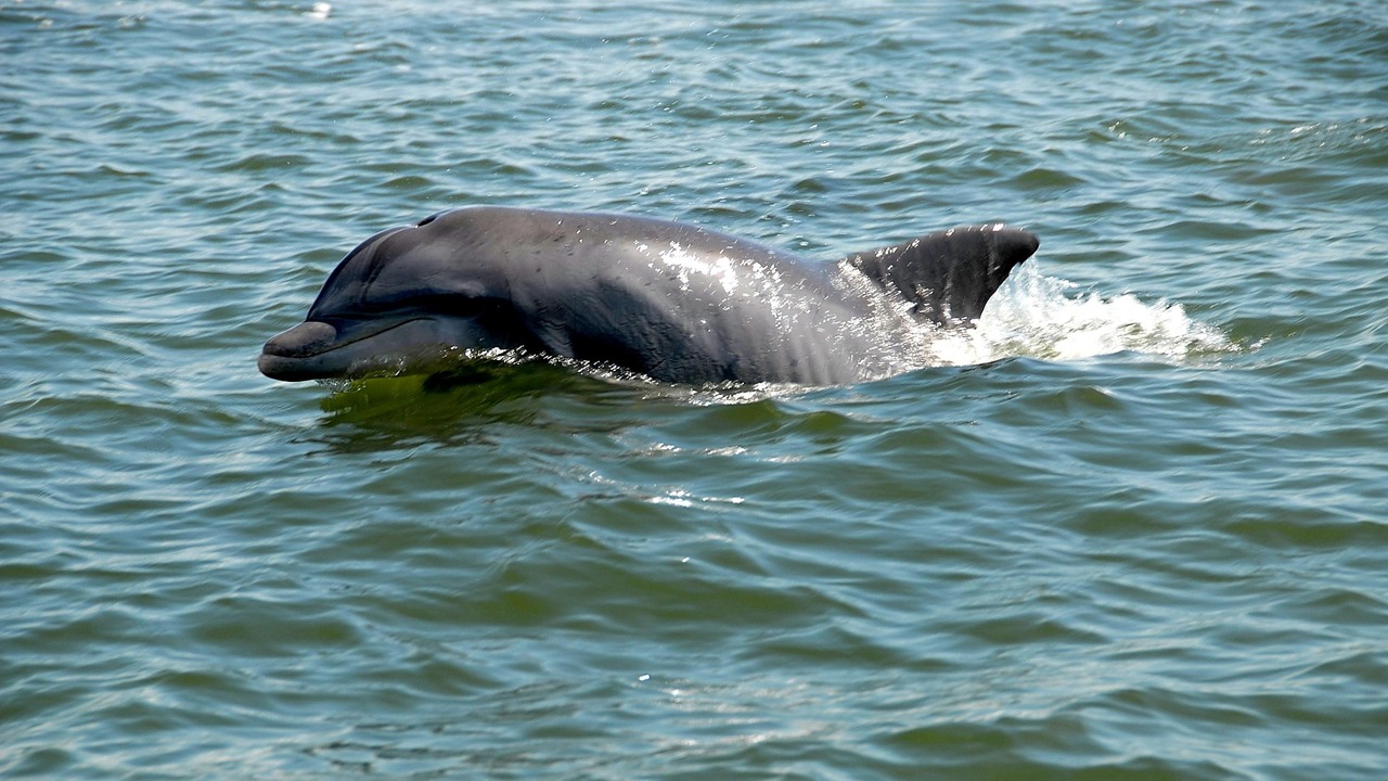 Экологическая катастрофа в Амазонке связана с климатическими изменениями Ученые связывают с потеплением массовую гибель ...