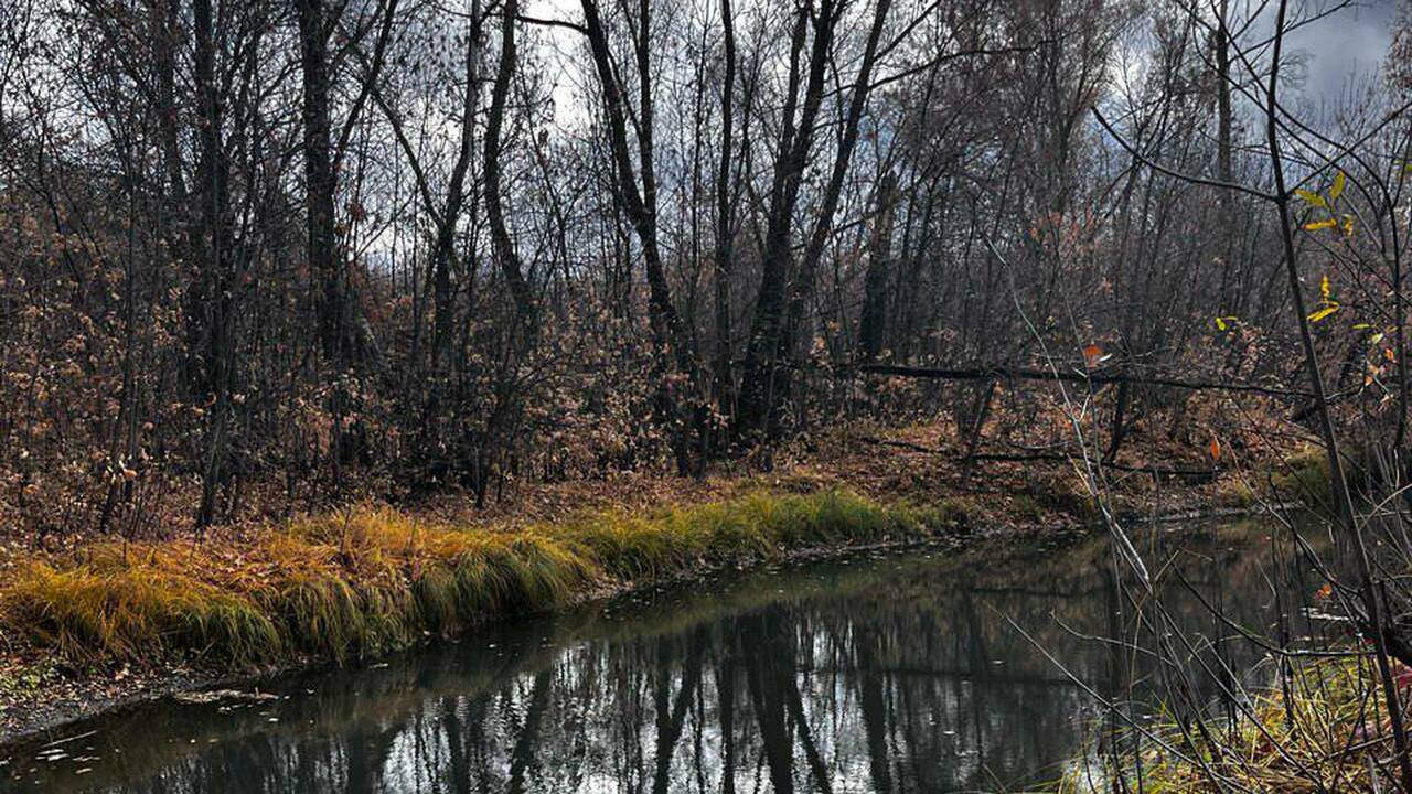 Проверка Минприроды подтвердила отсутствие источников загрязнения в районе "Урочища Макарки" Минприроды называет информацию о гибели ООПТ фе...