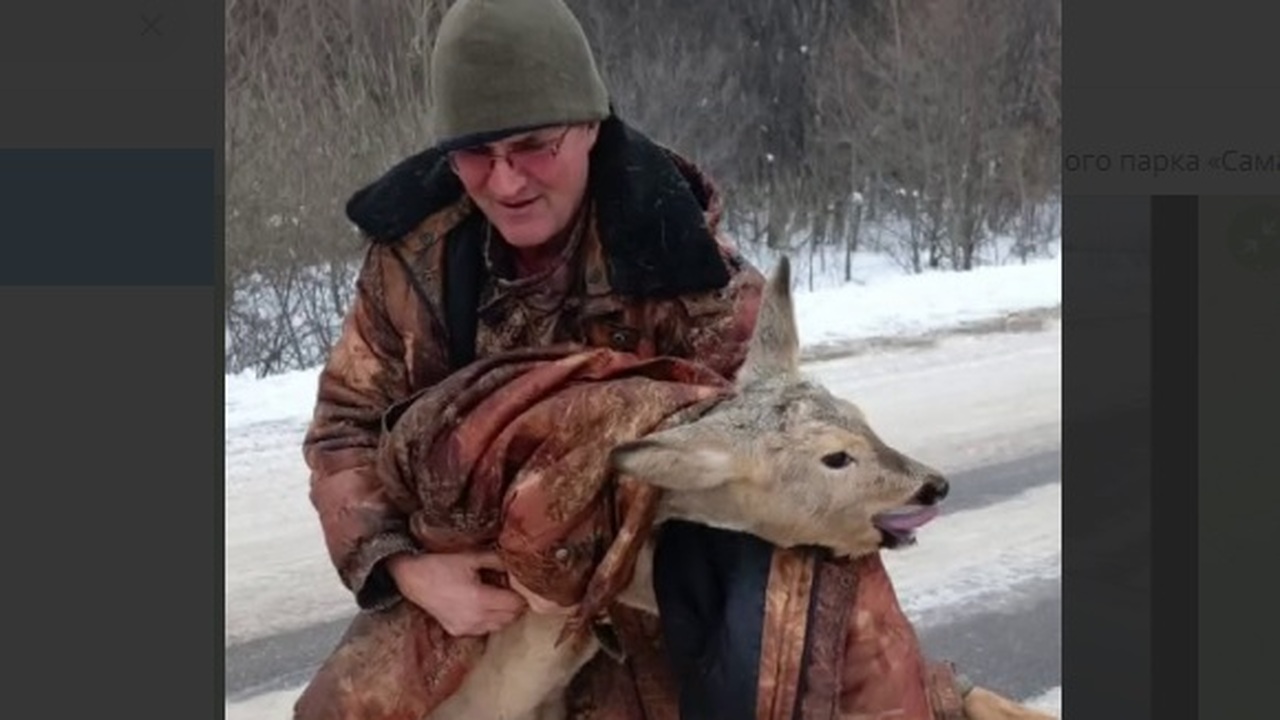 Животное спасли и выходили специалисты нацпарка...