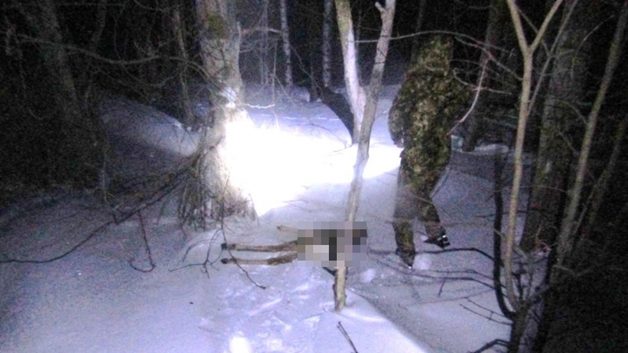 Ущерб охотничьим ресурсам составил 80 000 рублей