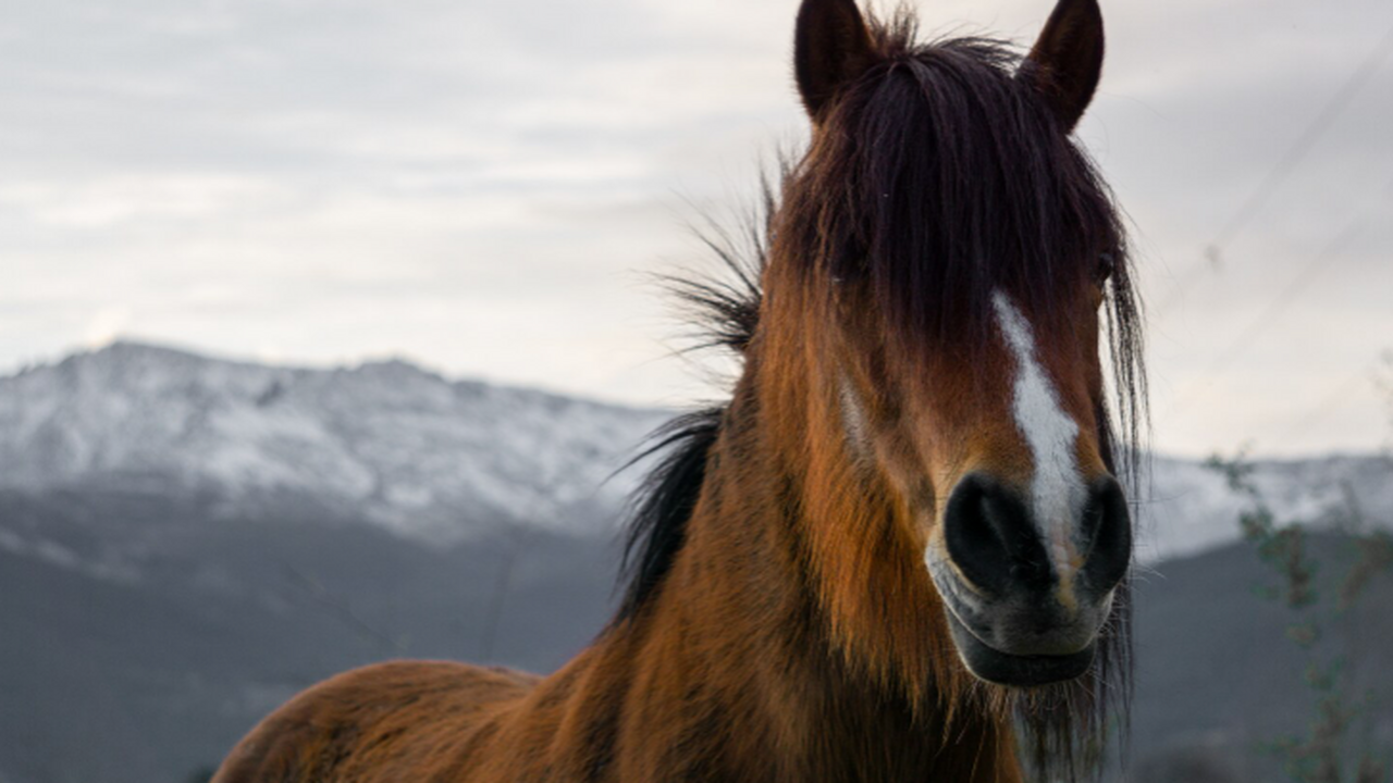 Новый «троянский» белок, разработанный биологам...