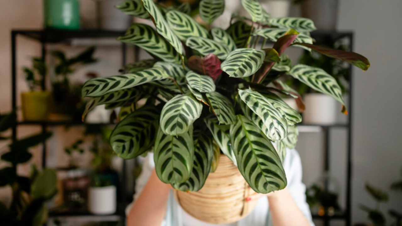 Шлюмбергера, она же декабрист, — одно из немног...