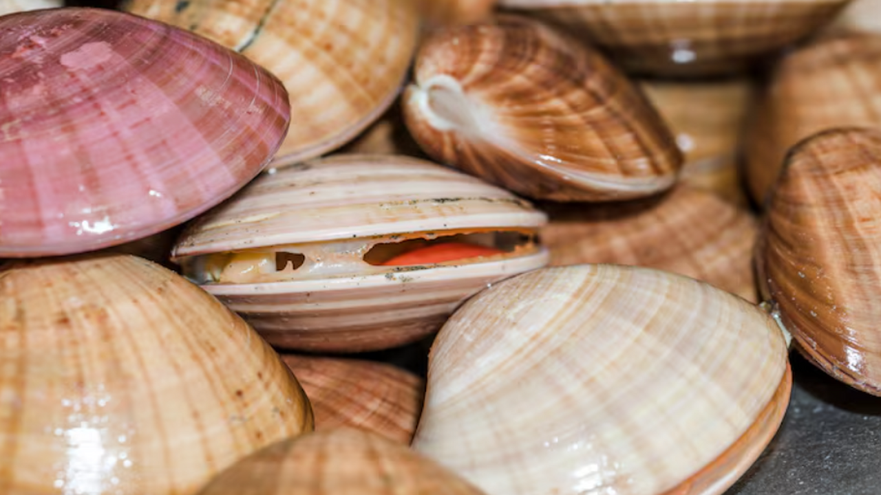 На пляжах Техаса нашли ядовитых голубых драконов: предупреждает People По данным People, на пляжах Техаса появились го...