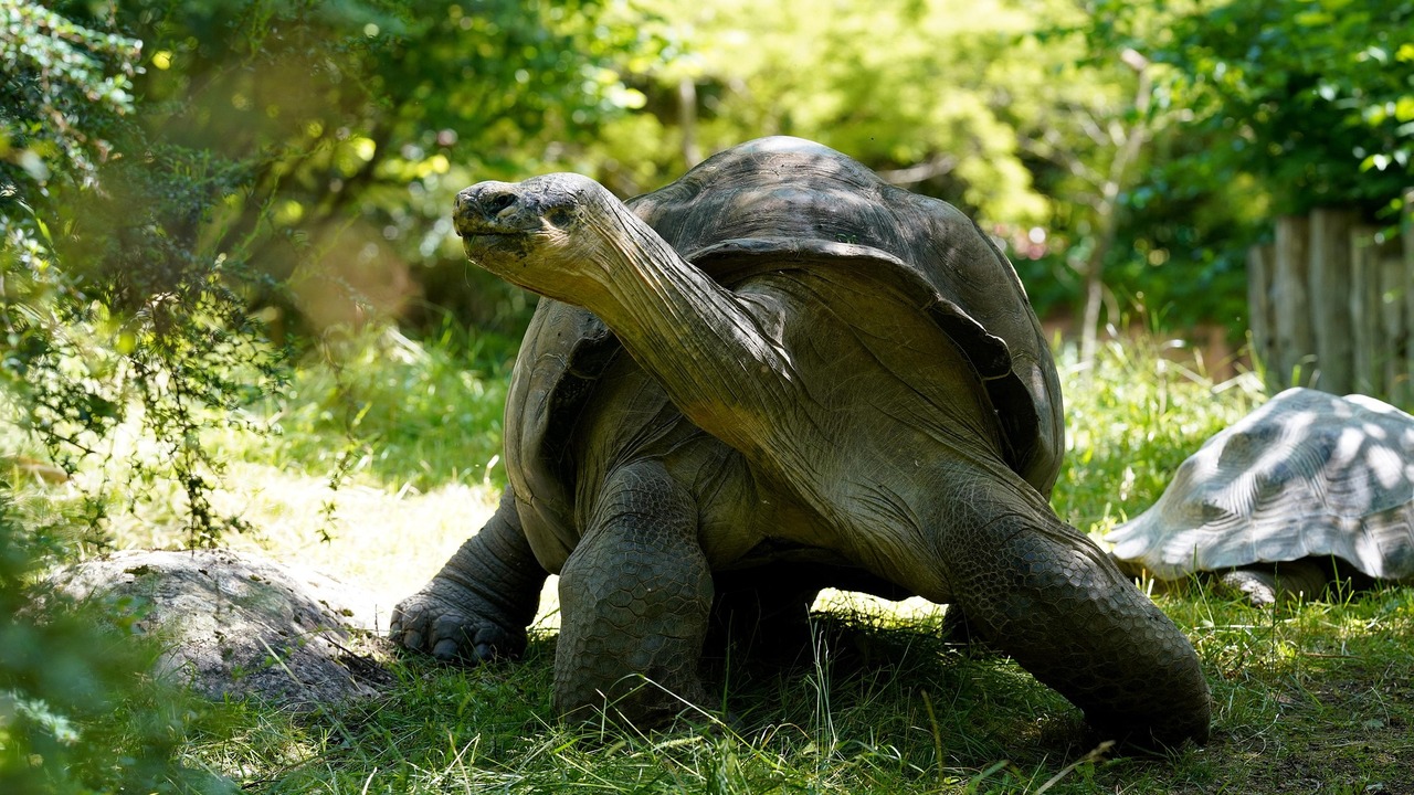 Сейшельская черепаха Эсмеральда претендует на титул старейшего животного Земли Ее возраст оценивают от 170 до 200 лет