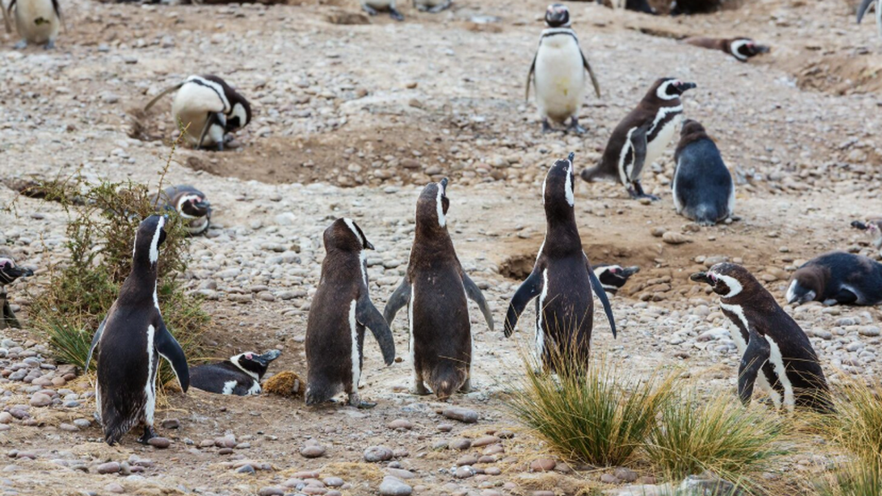 Возвращение пум превратило пингвинов Аргентины в лёгкую добычу История магеллановых пингвинов в Патагонии — пр...