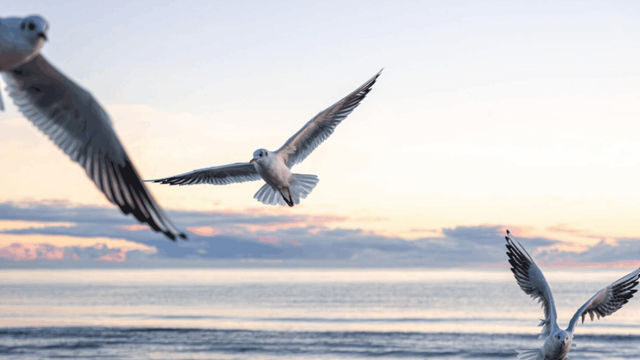 Учёные из Conservation Biology зафиксировали ги...