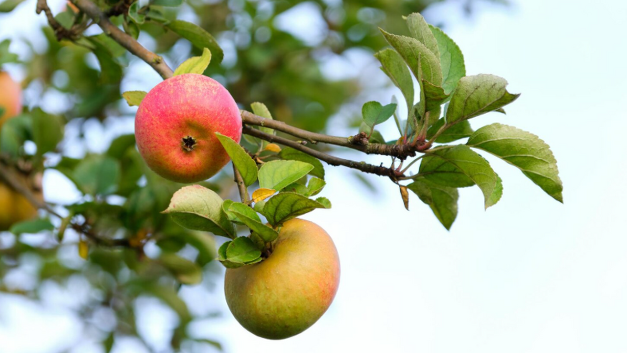 Ученые РФ разрабатывают цифровую систему для ускоренного выведения сортов яблок Ставропольский государственный аграрный универс...