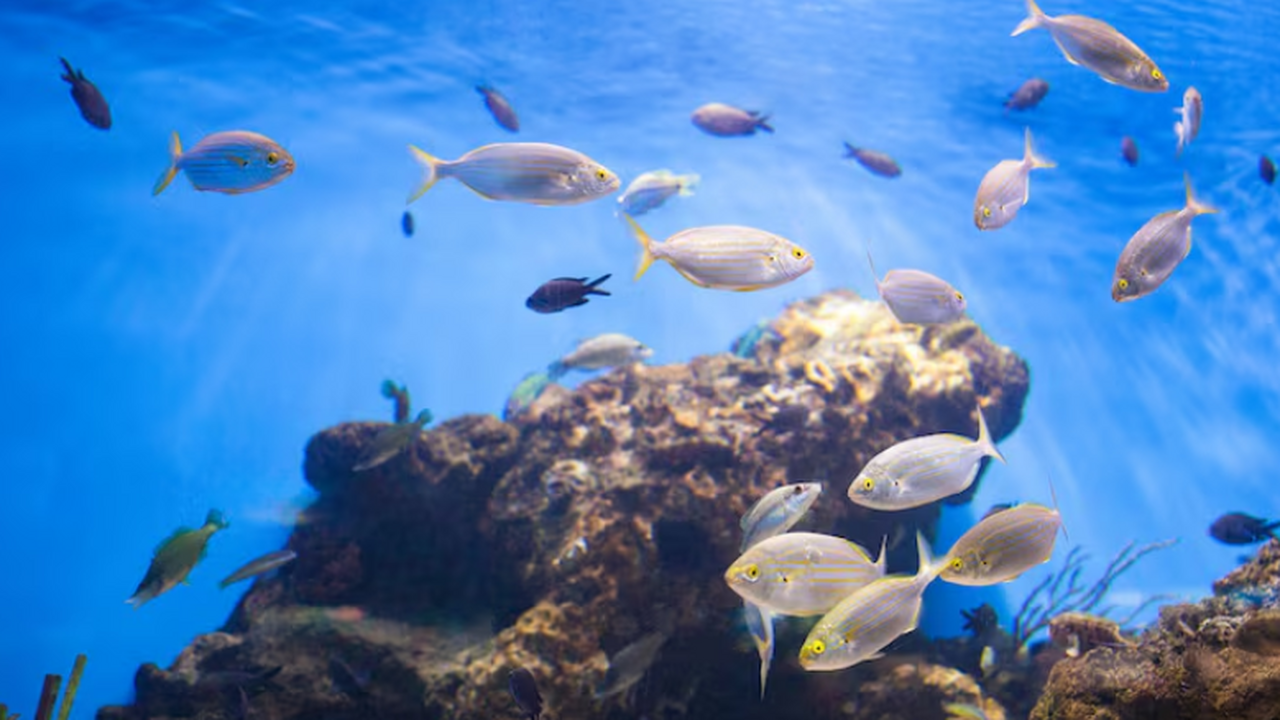 Найденный пруд — единственный дом Moema claudiae и «горячая точка» разнообразия Обнаруженная среда обитания оказалась уникальной.