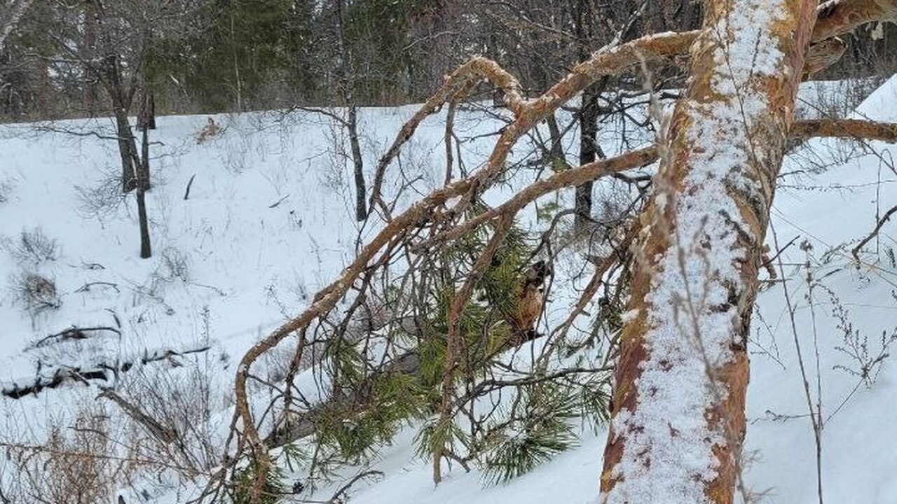 В социальных сетях местные жители массово выраз...