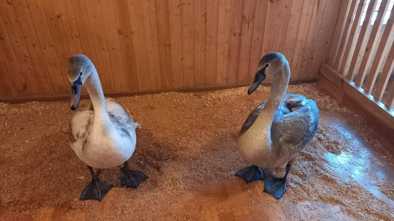 Мэр Самары рассказал о спасении брошенных родителями в Отрадном лебедей Теперь птенцы поселились в парке 50-летия Октяб...