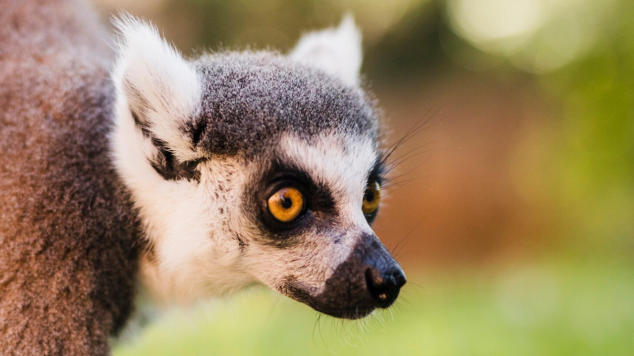 В городах Мадагаскара сохраняется высокий спрос...