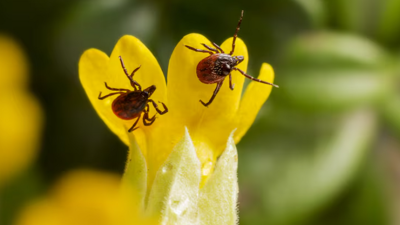 Эксперты рассказали о профилактике укусов клеще...
