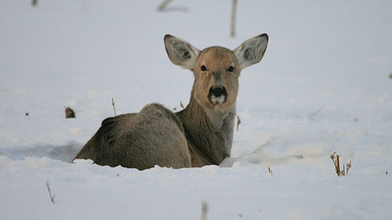 Такие участки обеспечивают животным спокойствие...