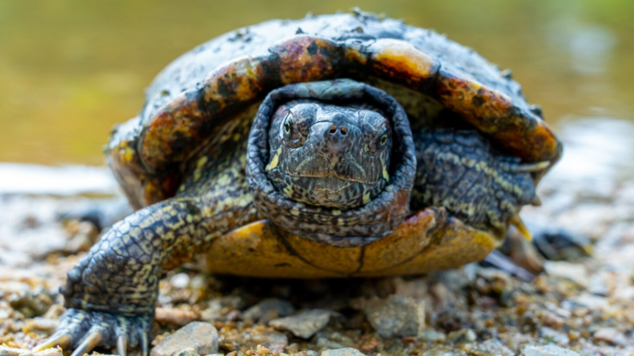 125 000 лет назад дети неандертальцев ловили черепах не ради еды Исследование Scientific Reports показало: неанд...