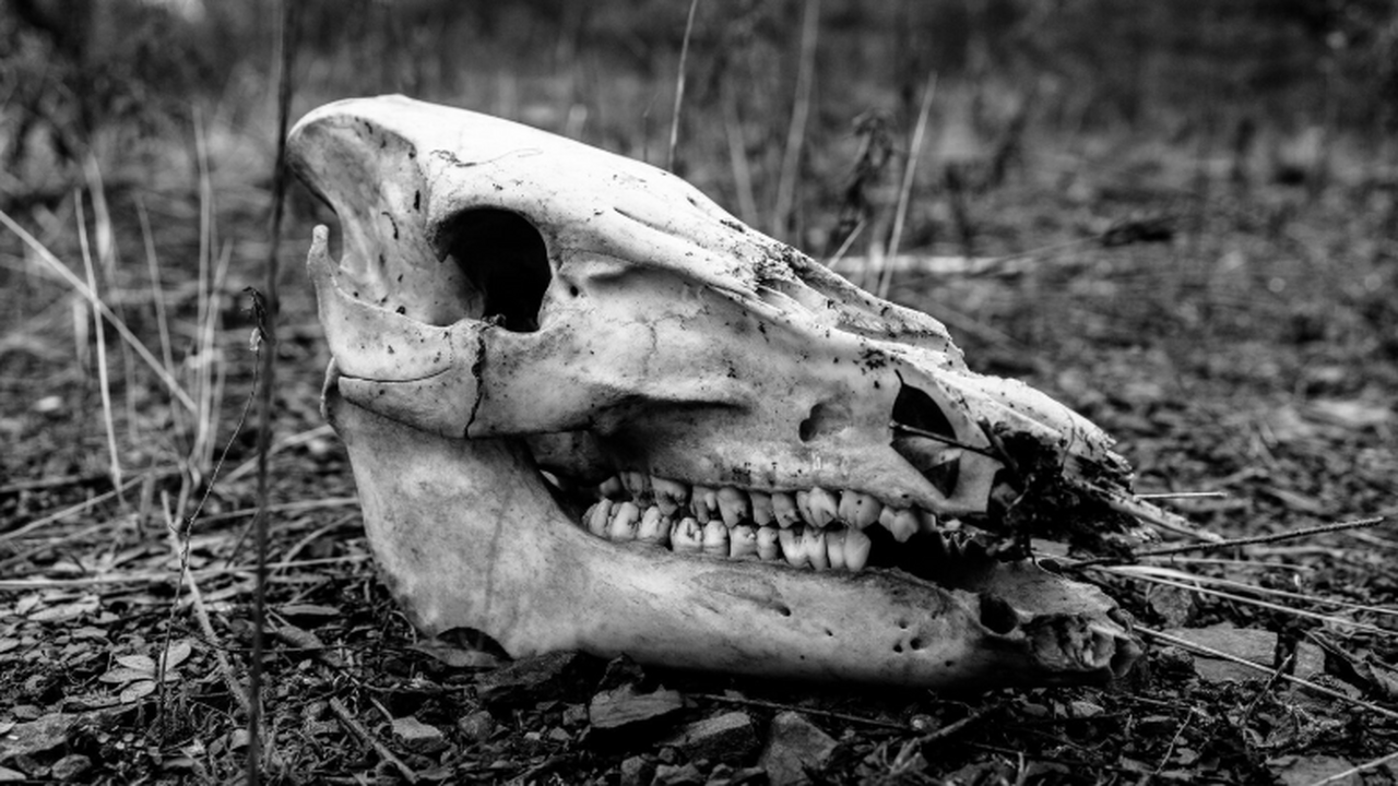 Учёные описали Spinosaurus mirabilis с вертикал...