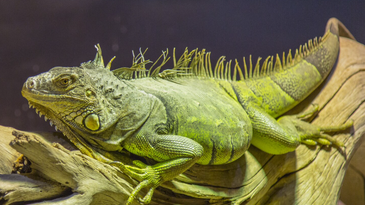 Генетика: игуаны Клариона аборигенны, отделились 425 тыс. лет назад Генетические данные показали, что кларионские к...