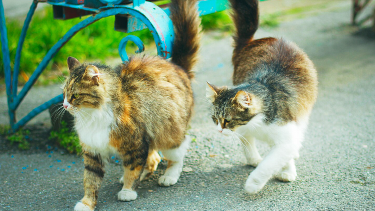 Буддийские монахи и верующие в Китае приобрели ...