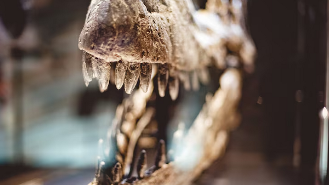 Во время игры ребенок нашел фрагмент породы, ко...