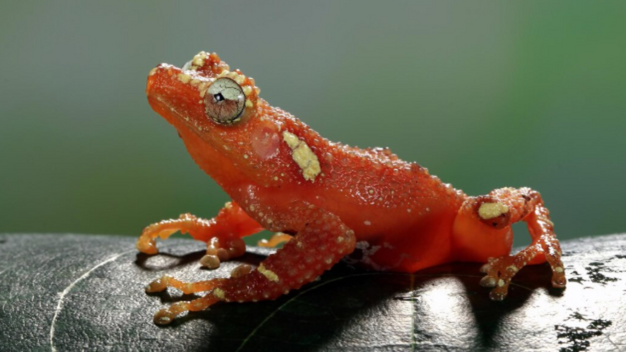 В горах Южной Бразилии обнаружен новый вид мини...