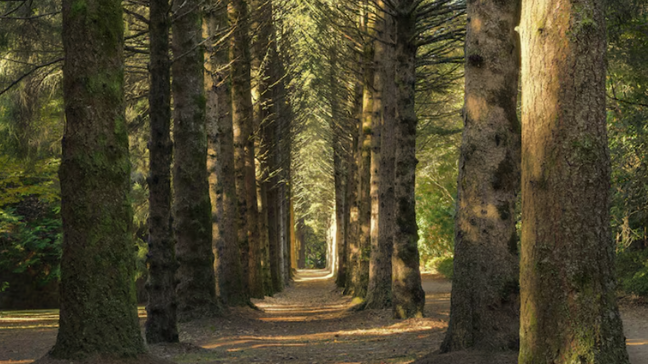 В Самарской области выполнено компенсационное лесовосстановление на территории 17 гектаров В 2025 году в рамках федерального проекта «Сохр...
