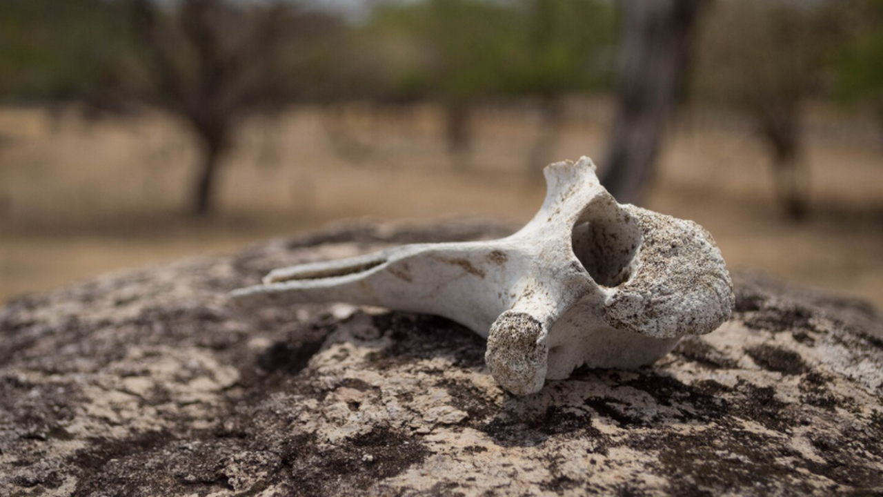 Исследование костей показало необычное сочетание культур и хозяйства на городище Городище Саломатово I на реке Усьве давно привл...